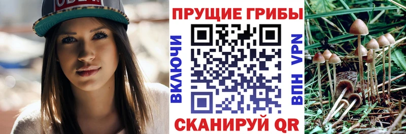 Галлюциногенные грибы Cubensis  закладки  omg ссылка  Свирск 
